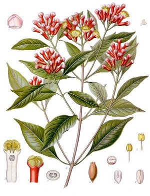 Eugenia caryophyllata