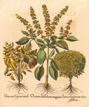Basilico da Besler (Ocimum latifolium)